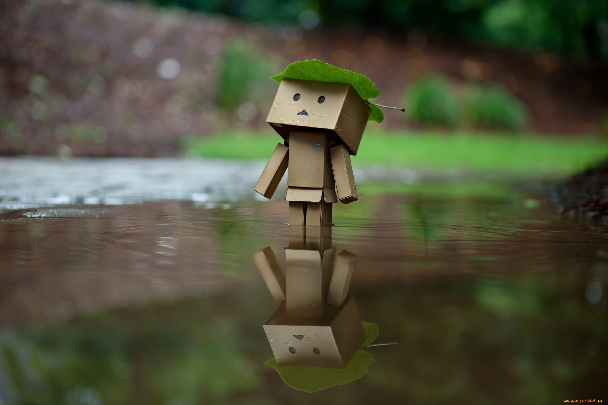 ,  , danboard, , 